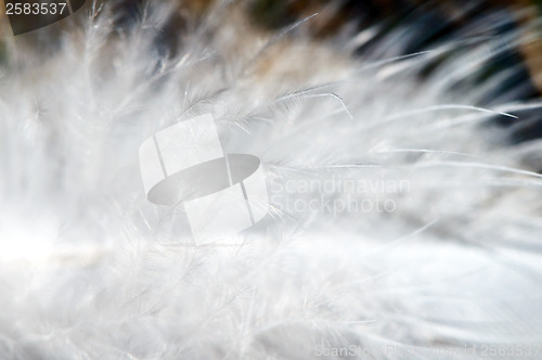 Image of White feather