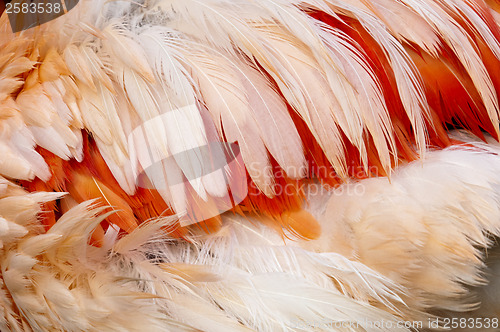 Image of Feathers of a bird