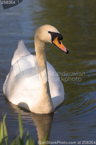 Image of Swan