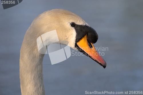 Image of Swan