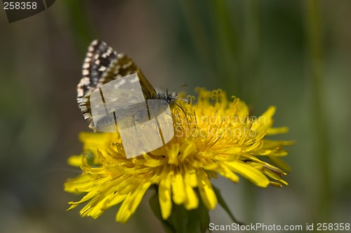 Image of Butterfly