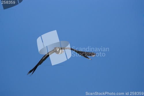 Image of Flying lapwing