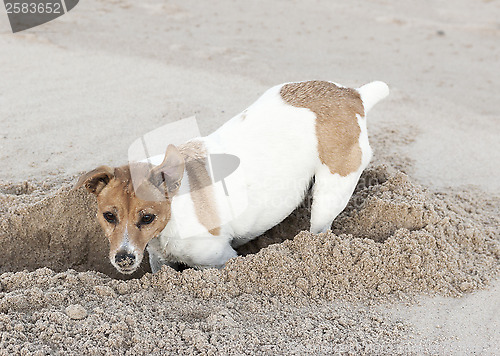 Image of Jack Russell terrier digs hole in sand