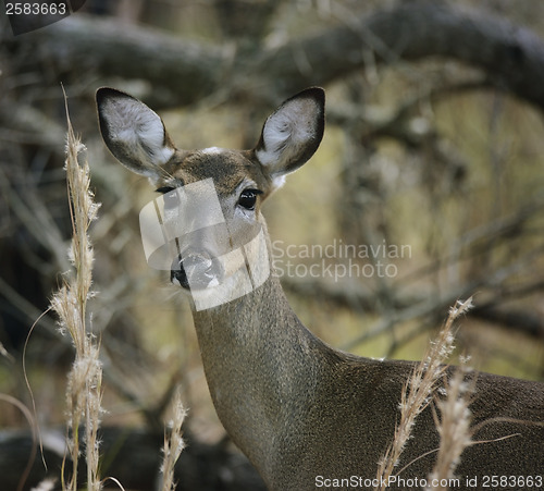 Image of White-Tailed Deer 