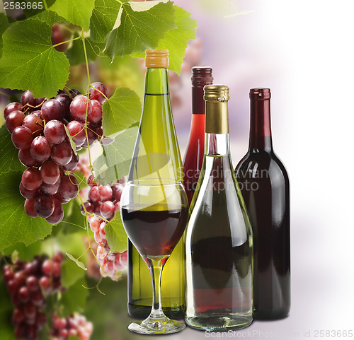 Image of Wine Collection