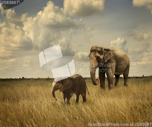 Image of Elephants