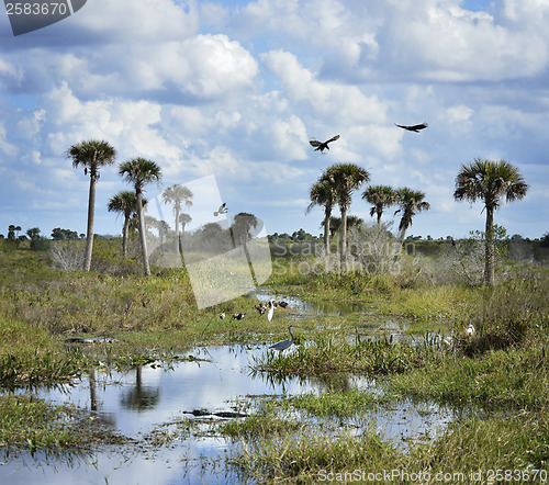 Image of Florida Wetlands Scenic View