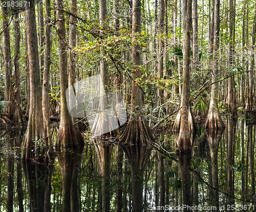 Image of Bald Cypress Trees