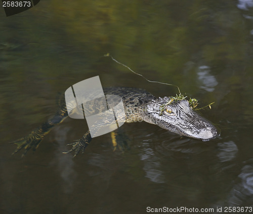 Image of Young American Alligator