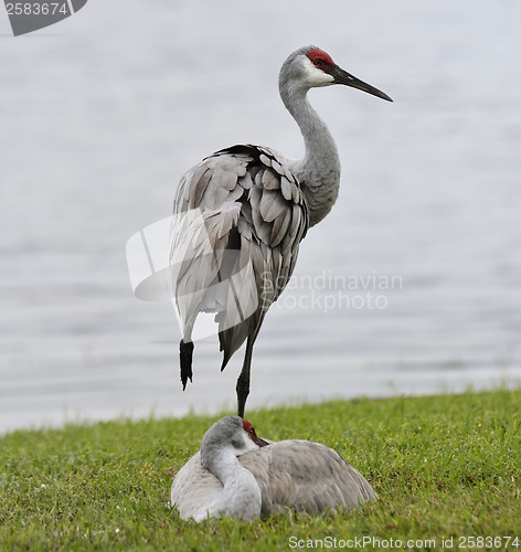 Image of Sandhill Cranes