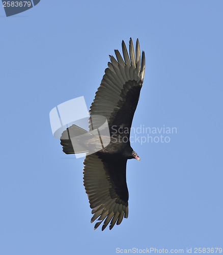 Image of Turkey Vulture