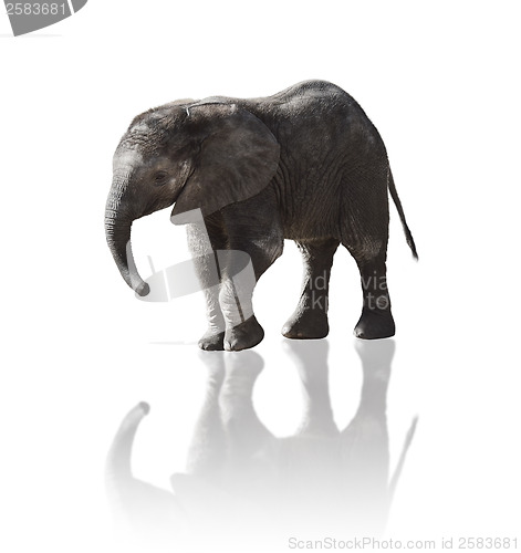 Image of Isolated Baby Elephant 