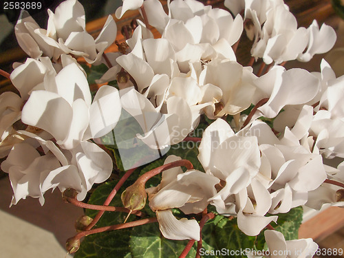 Image of Cyclamen