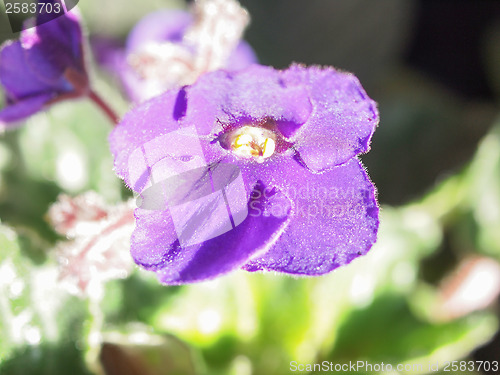 Image of Viola violet flower