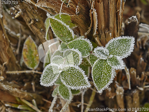 Image of Rime covered leafs