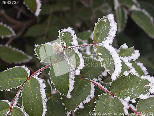 Image of Rime covered leafs