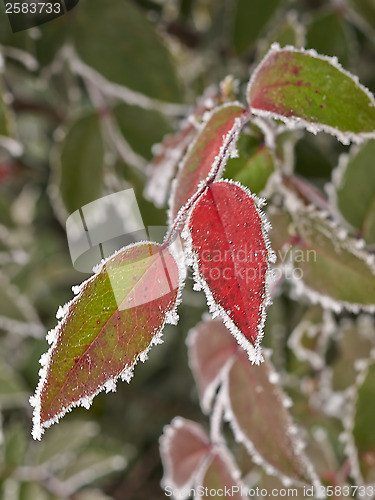 Image of Rime covered leafs