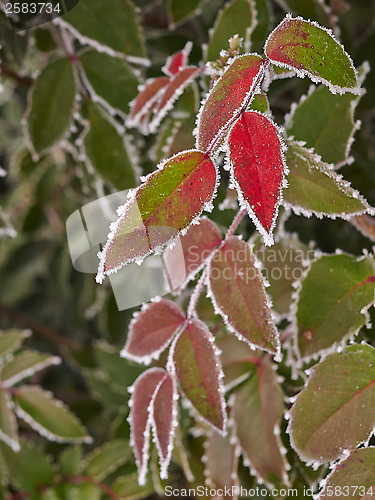 Image of Rime covered leafs