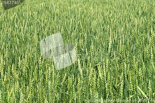 Image of Green wheat ears