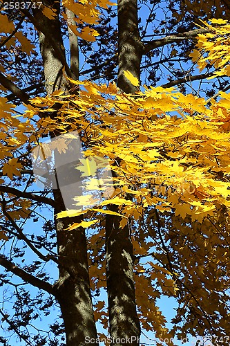 Image of Autumn maple