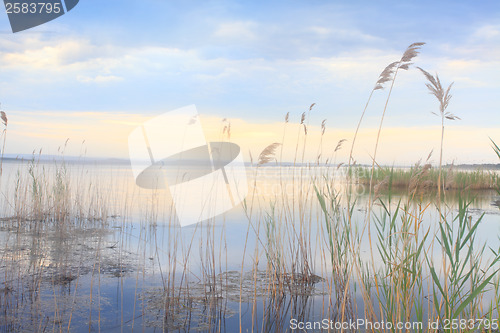 Image of Pretty reeds swaying softly in blue golden Lake