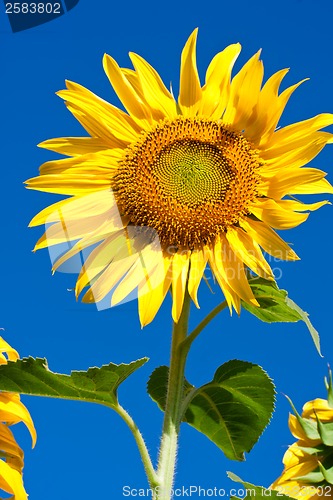 Image of Sunflower