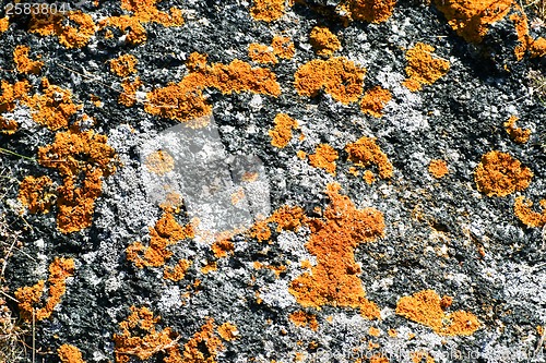 Image of Lichen