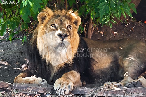 Image of Lion