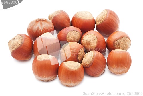 Image of Hazelnuts or filbert