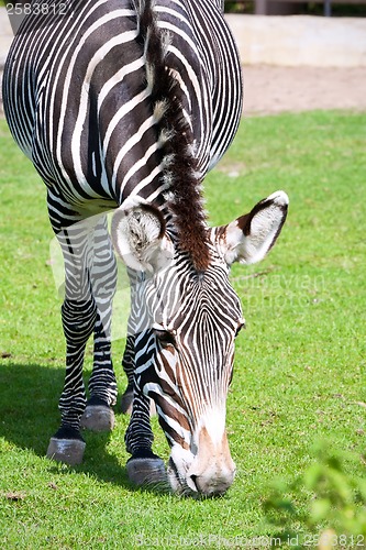 Image of Zebra