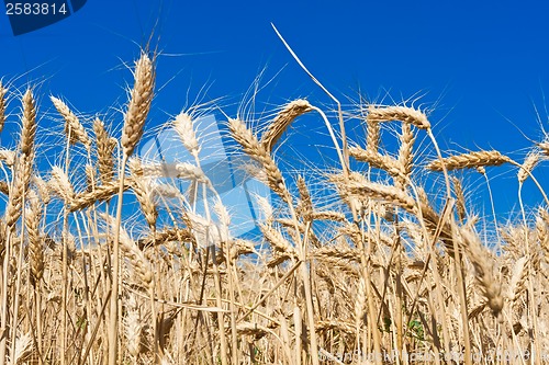 Image of Wheat field