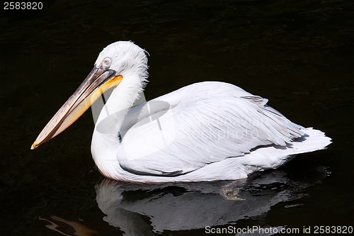 Image of Pelican