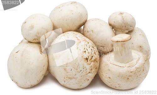 Image of Champignon mushrooms