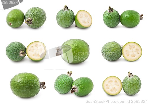 Image of Feijoa