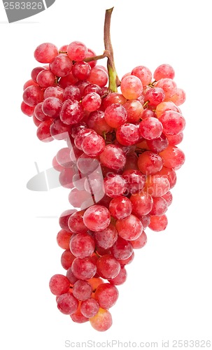 Image of Grapes