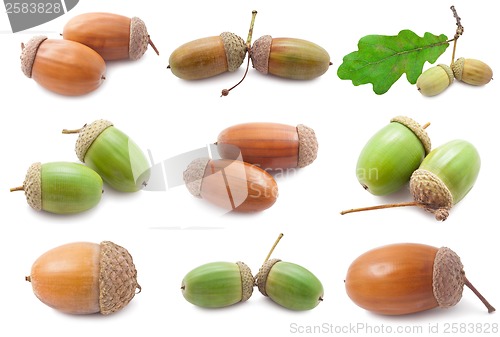 Image of Acorns