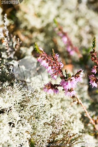 Image of Lichen