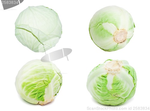 Image of Cabbage