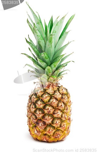 Image of Pineapple