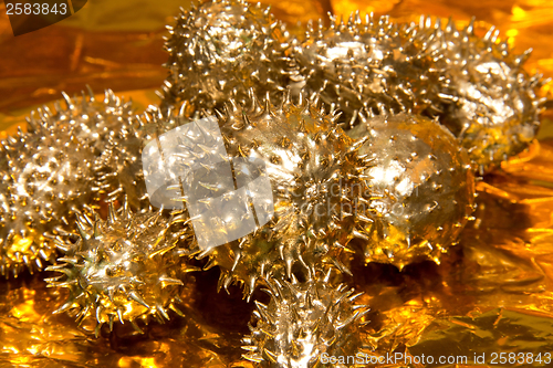 Image of golden prickly cucumber fruits