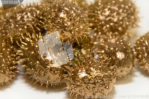 Image of golden prickly cucumber fruits