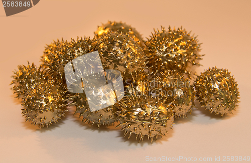 Image of golden prickly cucumber fruits