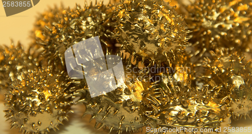 Image of golden prickly cucumber fruits