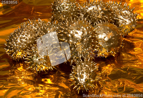 Image of golden prickly cucumber fruits