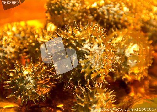 Image of golden prickly cucumber fruits