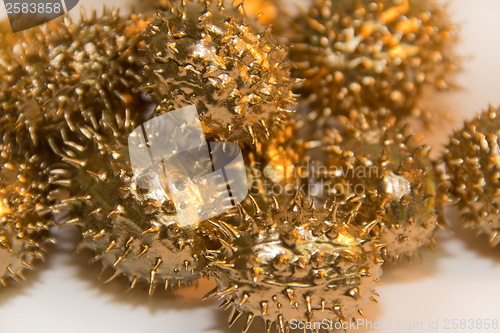 Image of golden prickly cucumber fruits