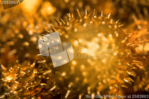 Image of golden prickly cucumber fruits