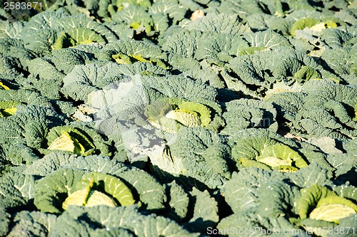 Image of cabbage on a field