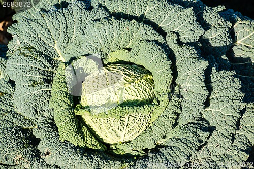 Image of cabbage on a field
