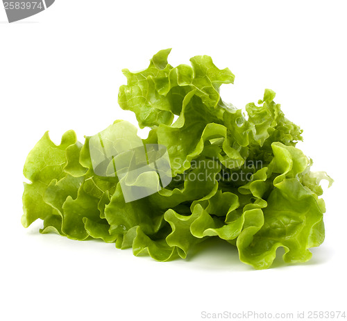 Image of Lettuce salad isolated on white background